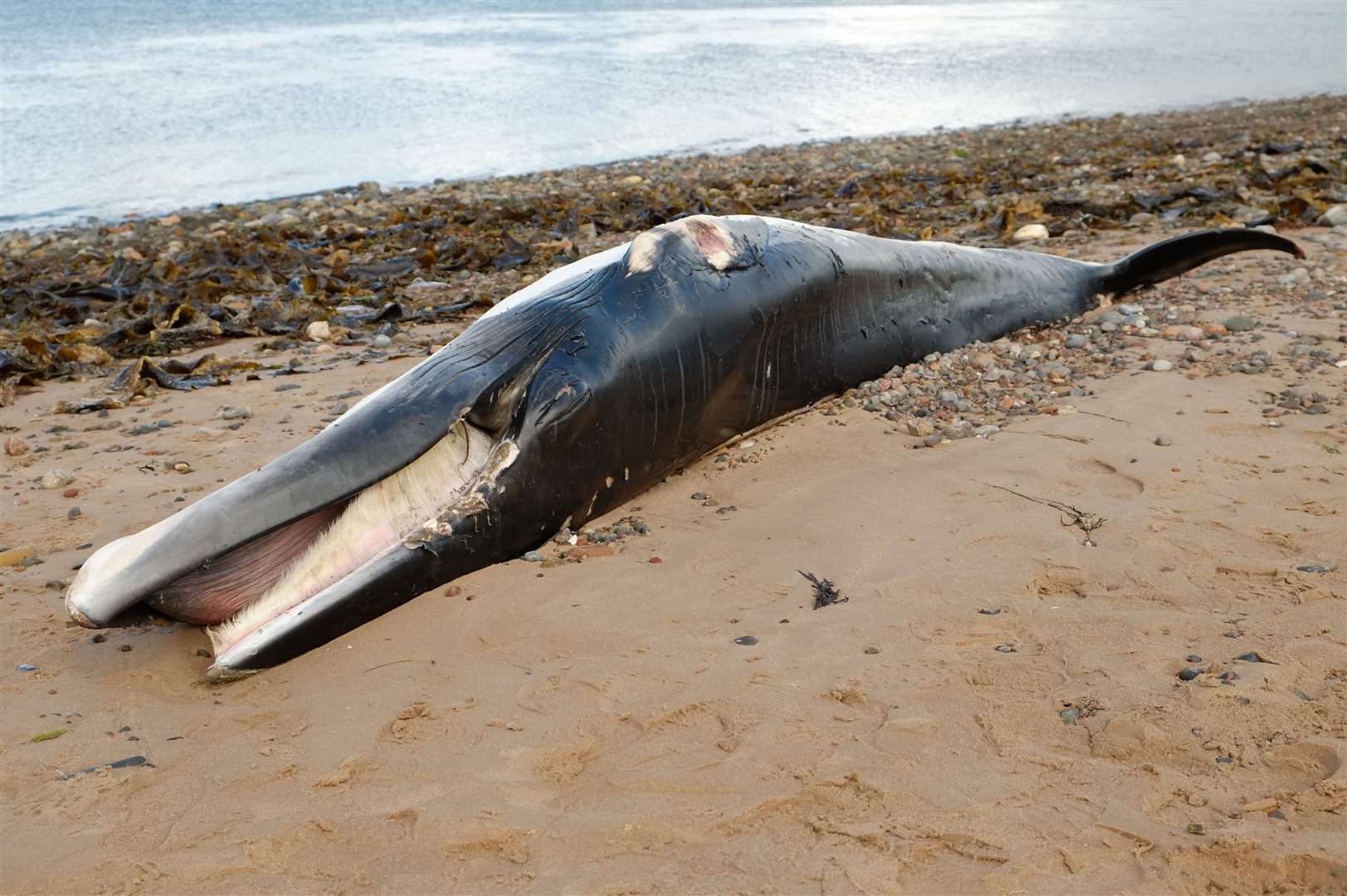 Minke whale washed up on Cromarty beach. Photo: Martin Cragg