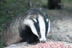 Ray has seen up to five badgers feeding in his garden.