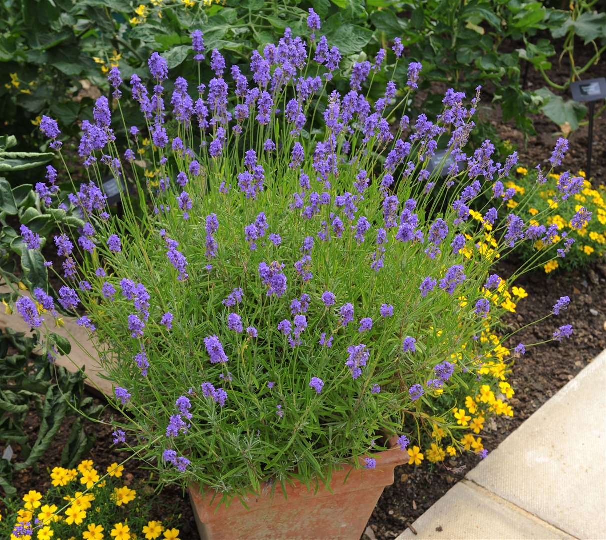 Lavender in a pot. Picture: iStock/PA