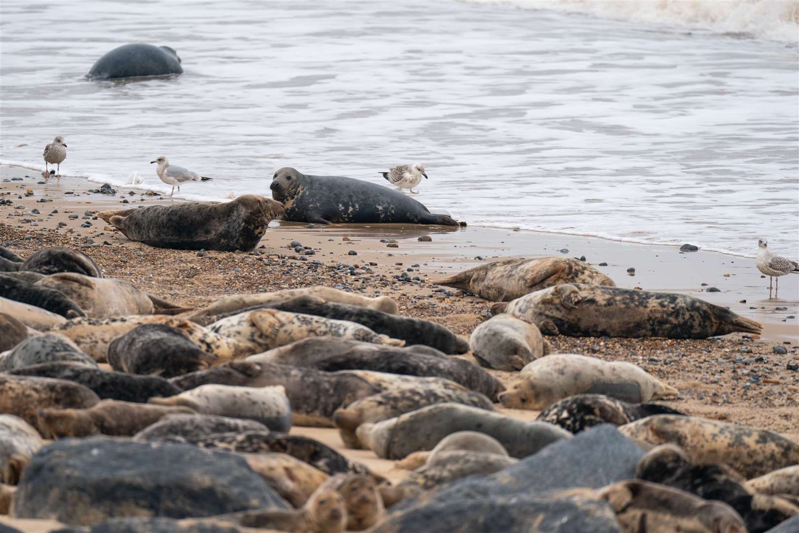 The grey seal colony on the shoreline have been moving to the dunes to escape higher tides (Joe Giddens/PA)