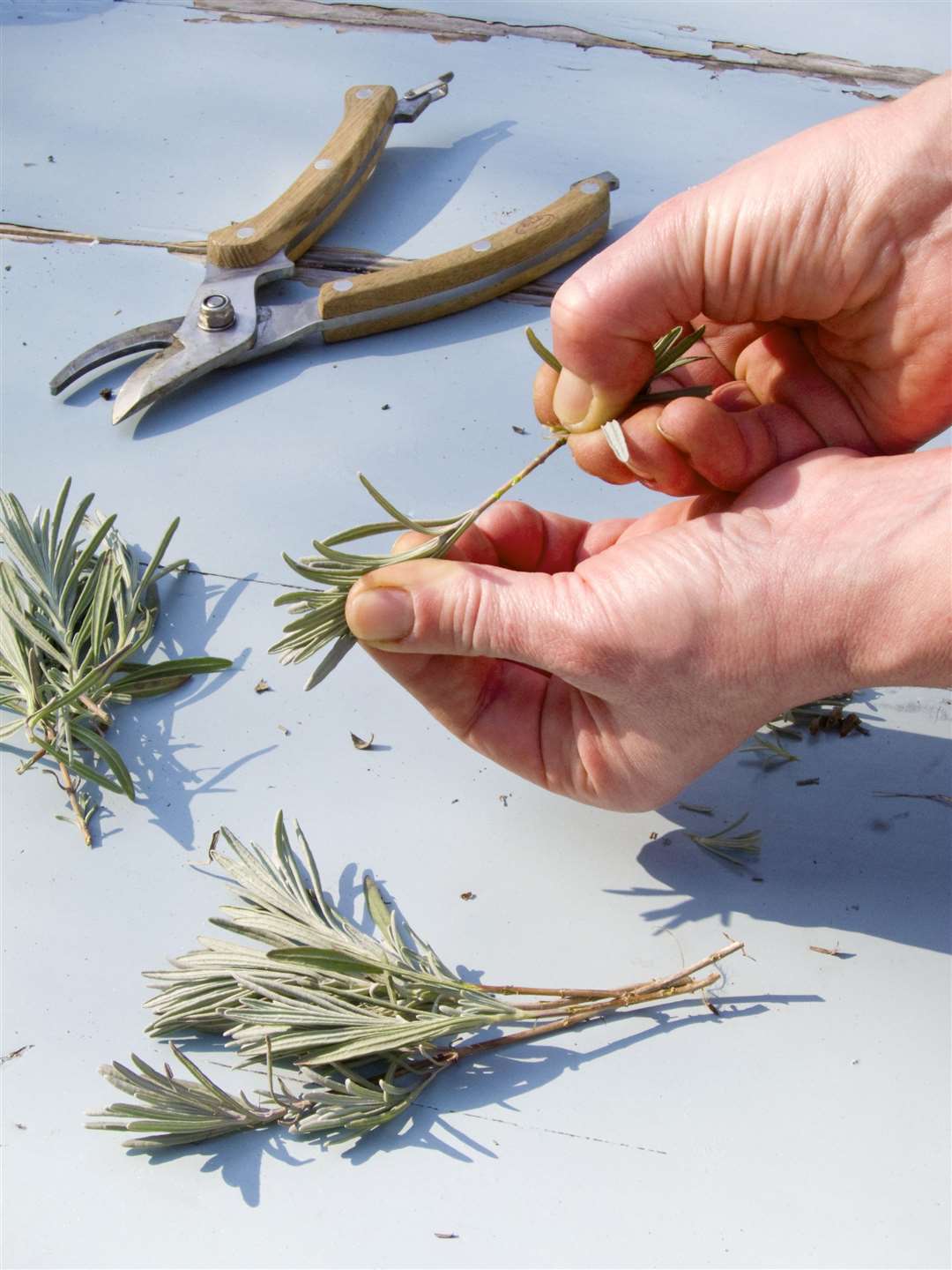 Take lavender cuttings to create new plants. Picture: iStock/PA