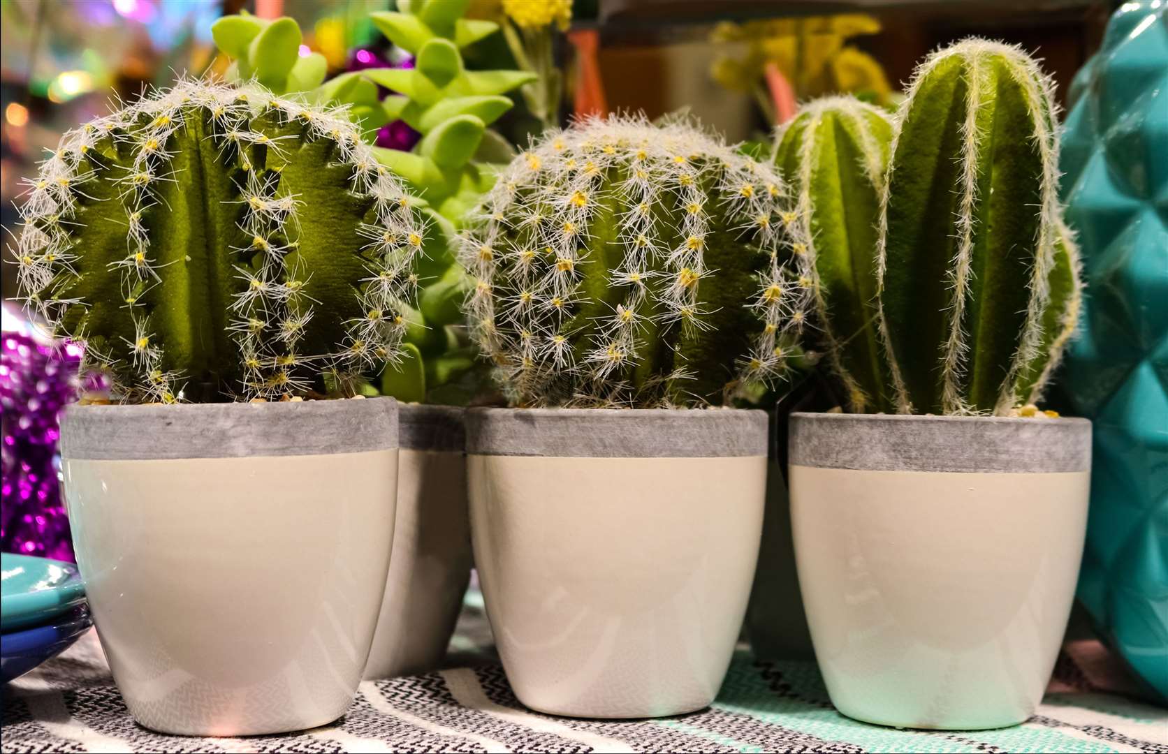 Choose a range of plants including cacti. Picture: iStock/PA