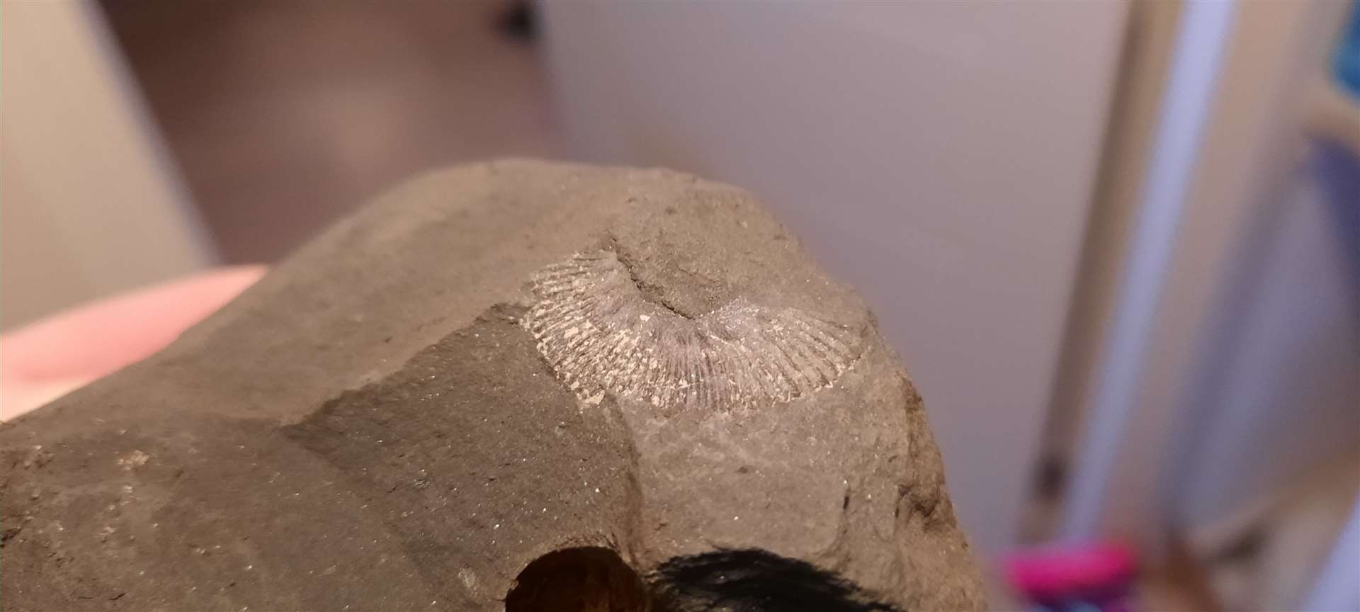 Eathie fossil close-up.