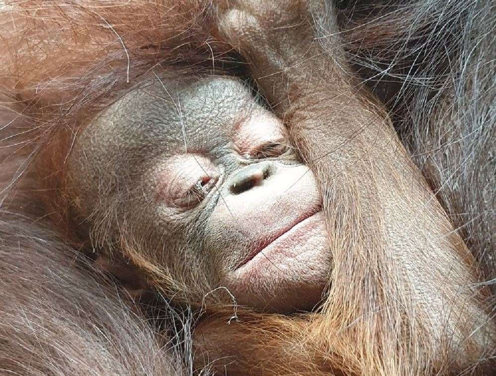 Keepers said the infant is ‘bright and alert’ (Chester Zoo/PA)