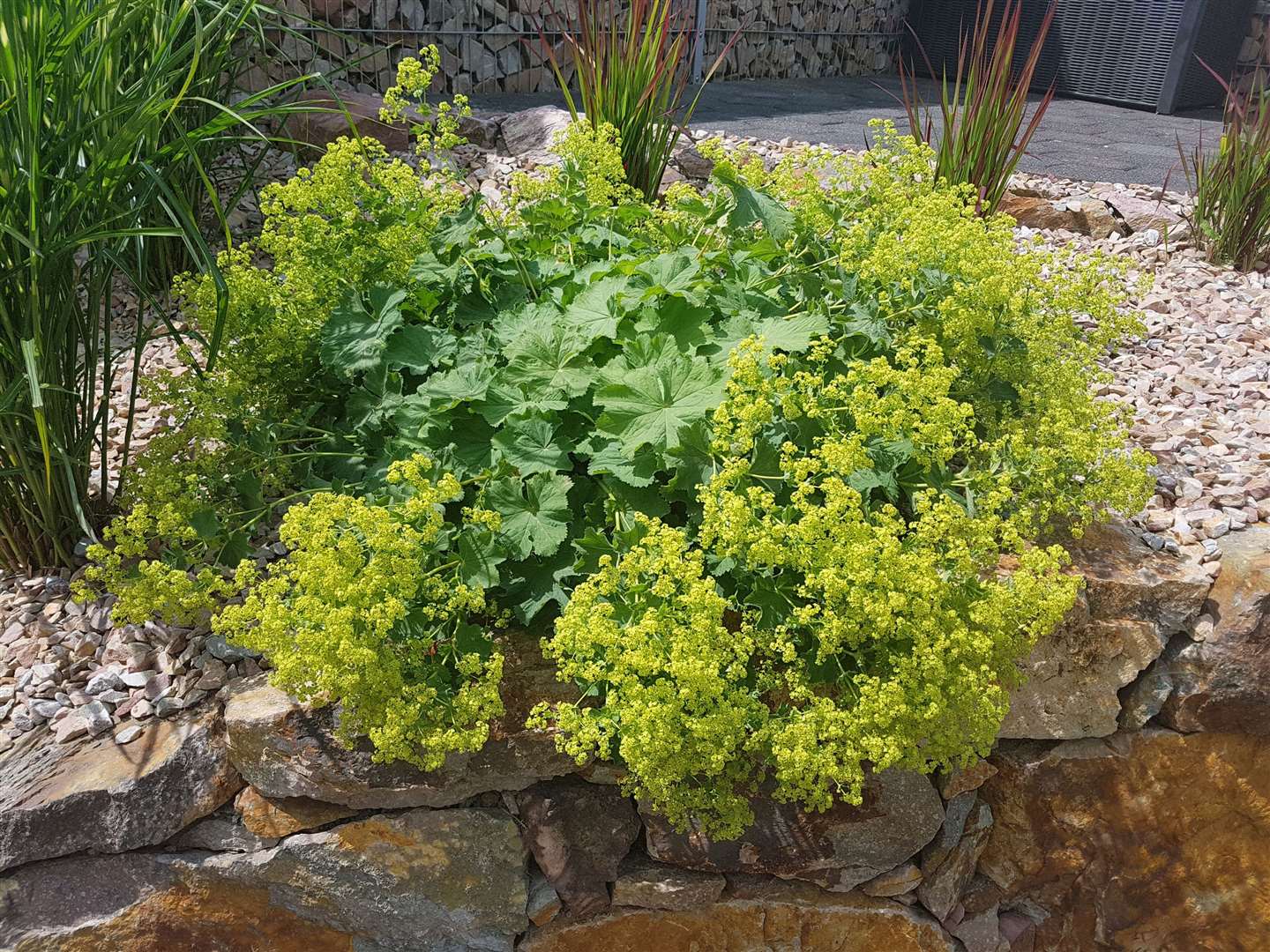 Good infill plants at the lowest level towards the front of the border include alchemilla. Picture: iStock/PA