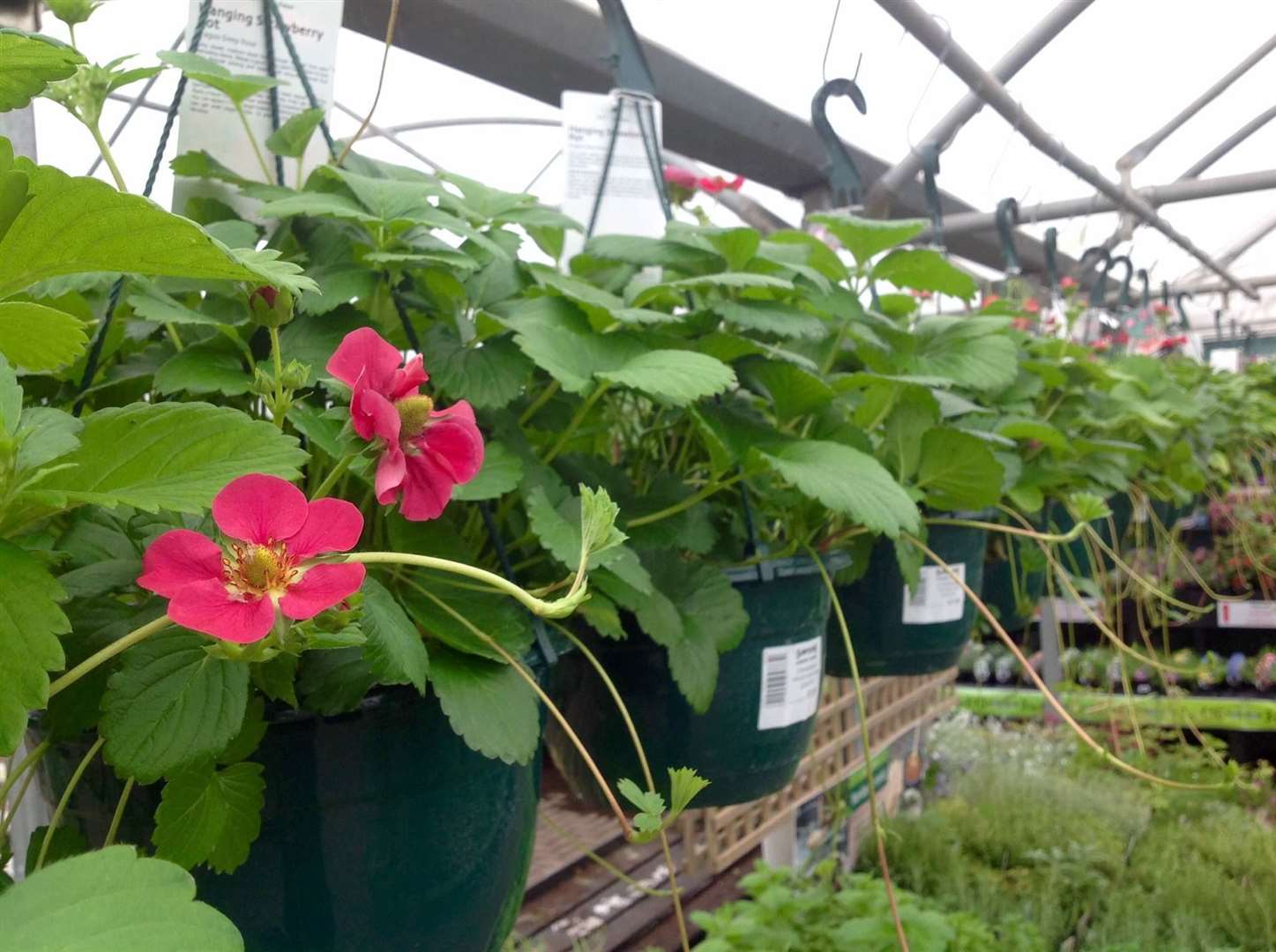 Growing strawberries in hanging baskets will keep the slugs away.