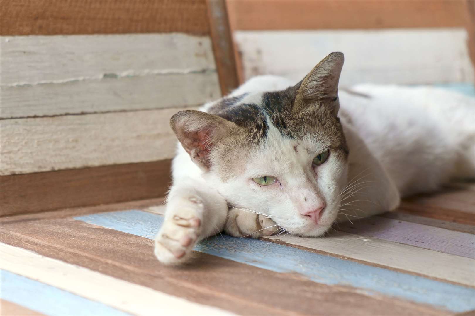Older cats may suffer from arthritis, but there are ways to ease any discomfort.