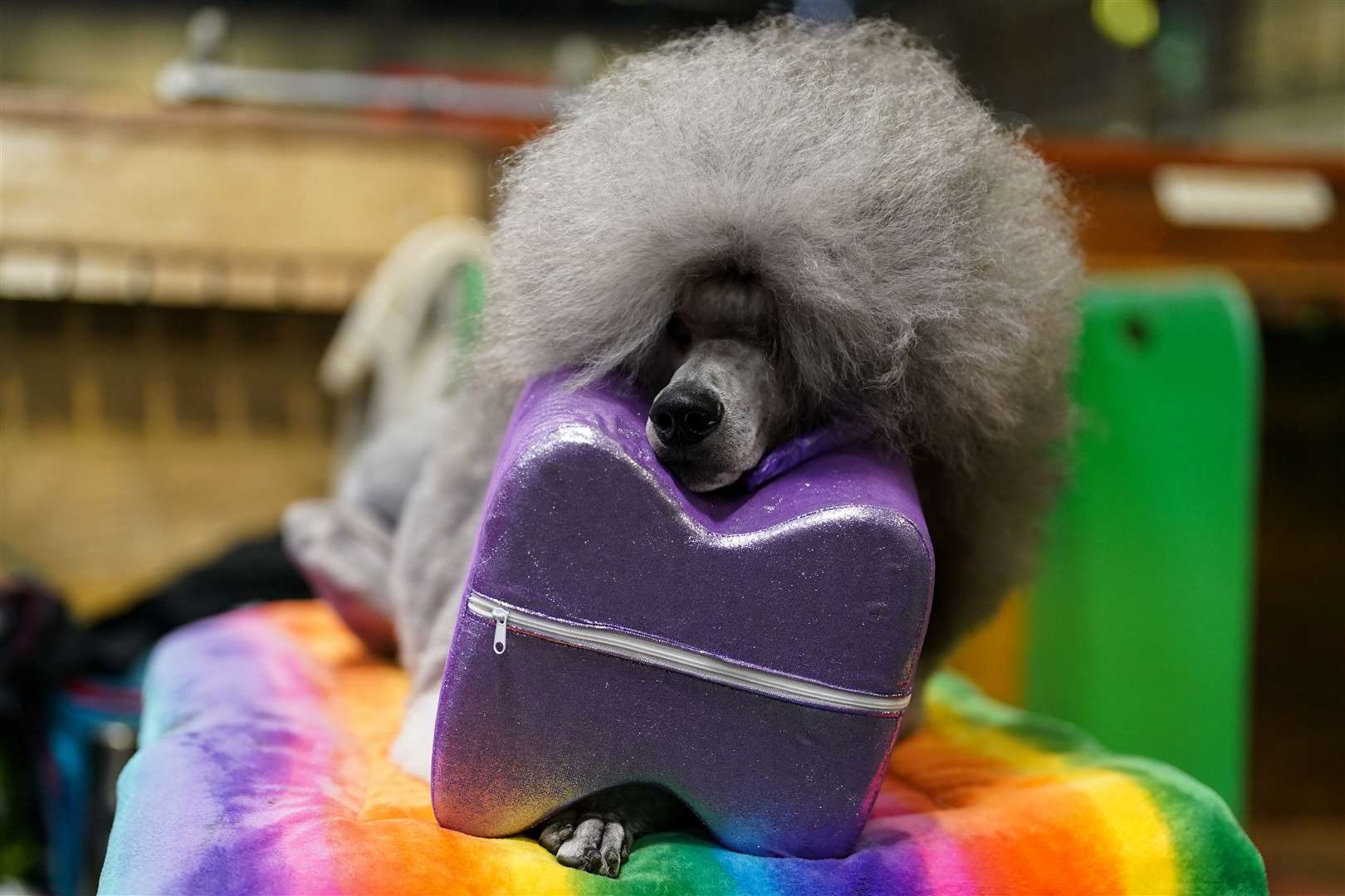 A standard poodle waits to to be pampered (Jacob King/PA)