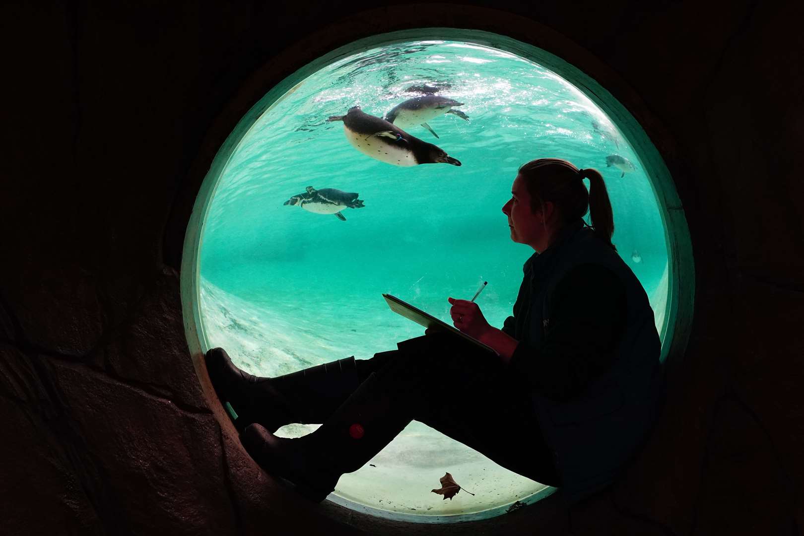 Zookeeper Jess counts the Humboldt penguins (Aaron Chown/PA)