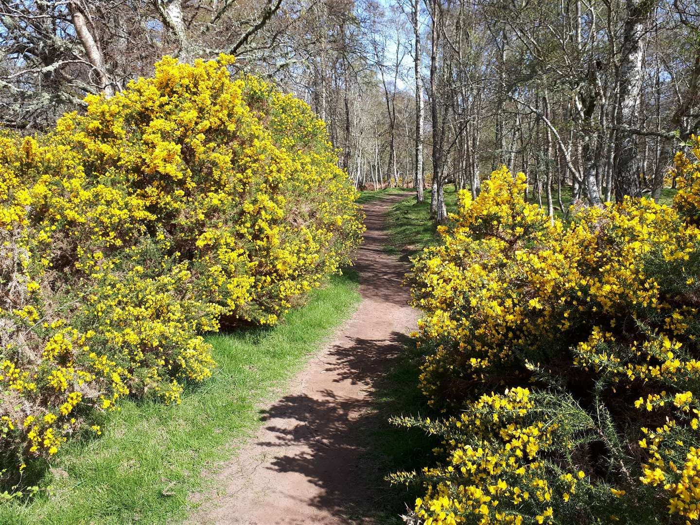 A path leading between two flowering gorse bushes in the woods.