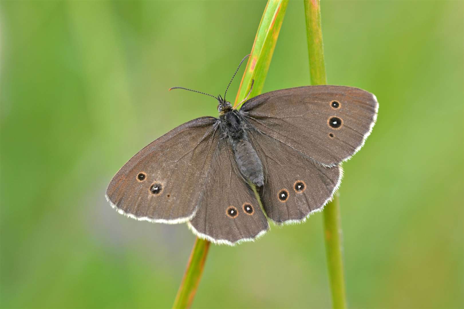 A ringlet butterfly. Picture: Andrew Cooper/PA