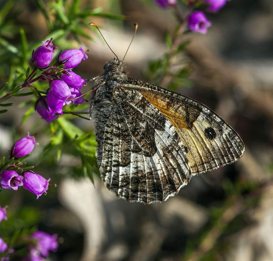 A grayling butterfly rests on bell heather (Ian Ward/National Trust/PA)
