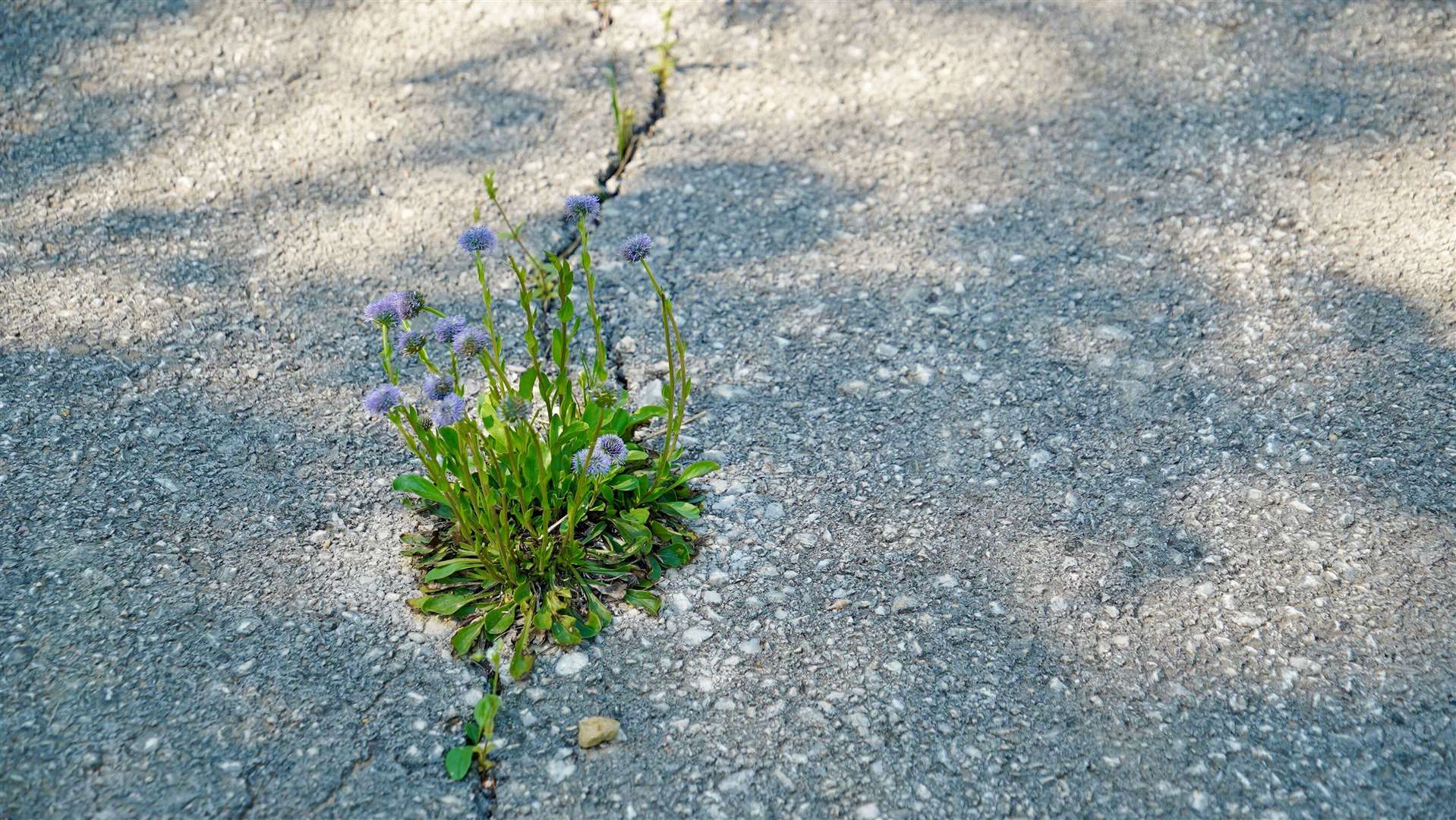 Flowers growing from a crack in a pavement (Alamy/PA)