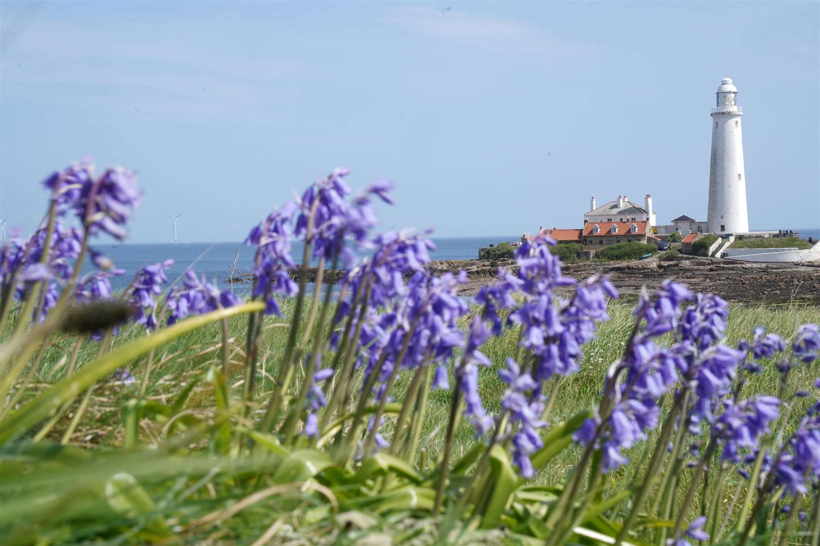 Bluebells were in full bloom at St Mary’s Lighthouse near Whitley Bay (Owen Humphreys/PA)