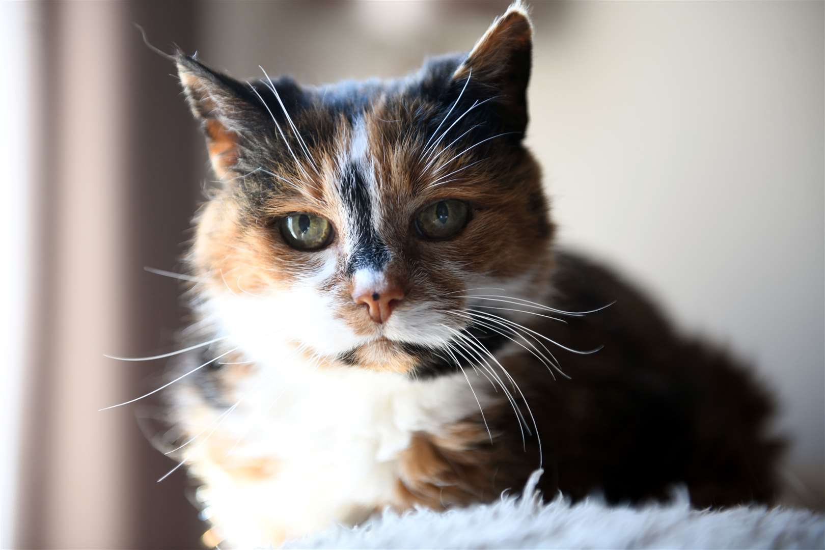Caley the 23 year old cat. Picture: James Mackenzie.