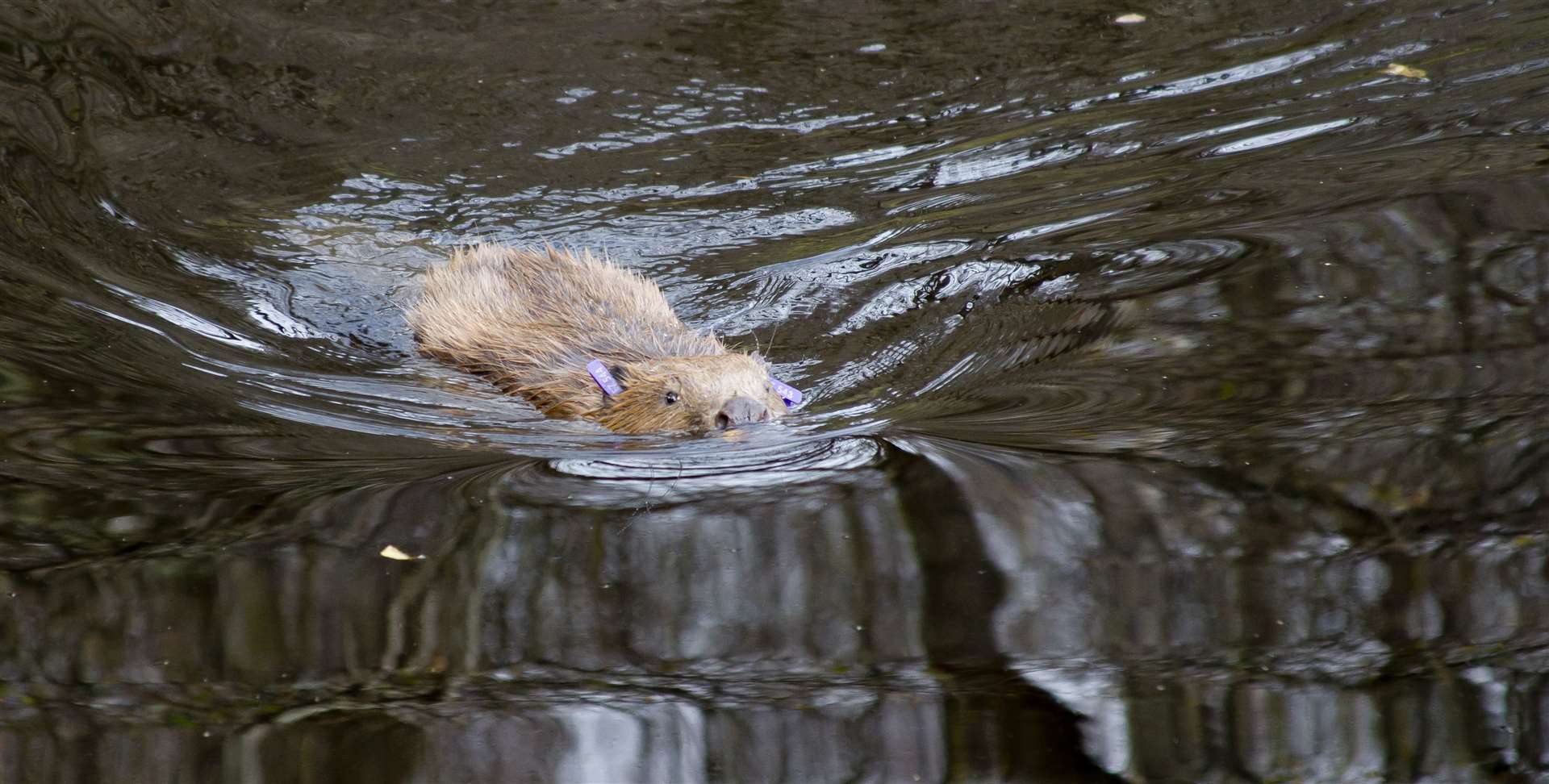 Beavers bring a number of benefits and need more protection their supporters say.
