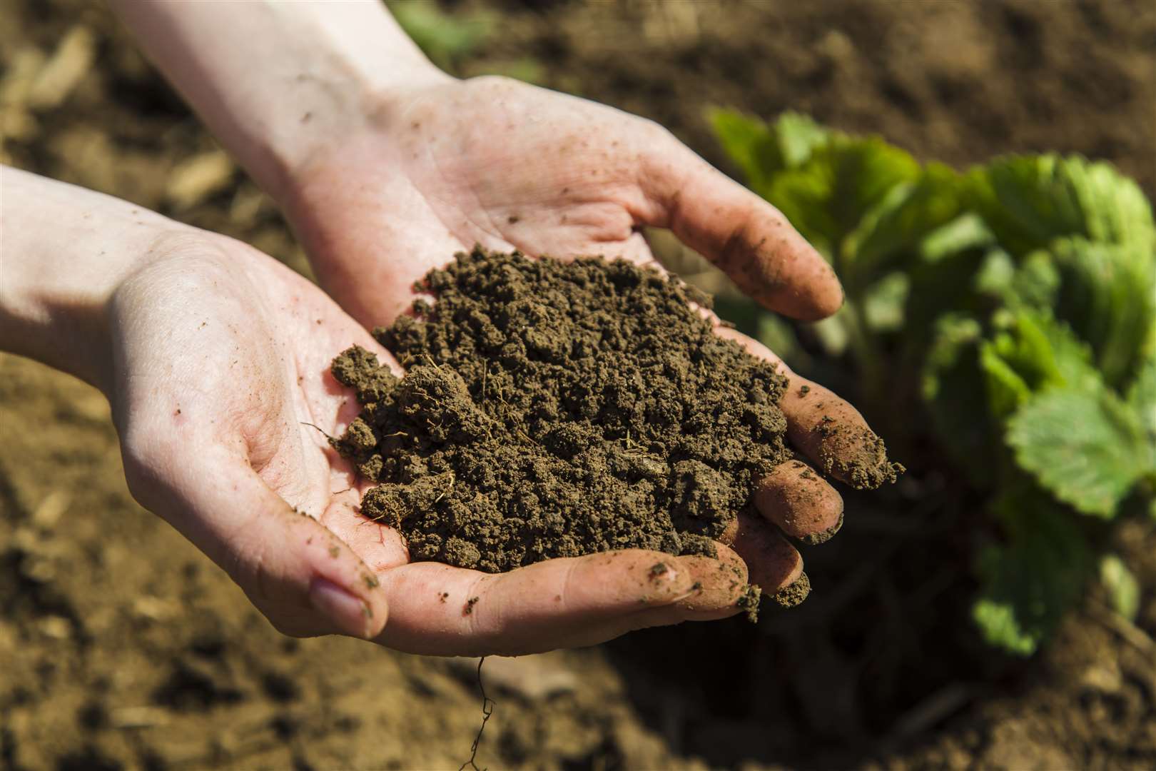 Get your hands dirty and test the condition of your soil.