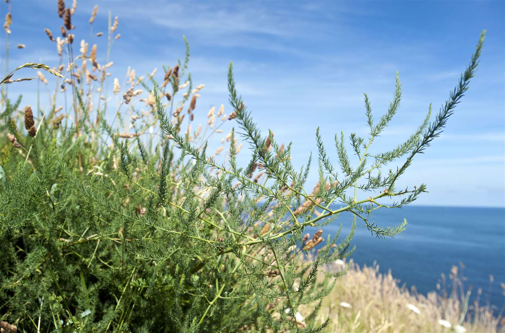 Wild asparagus is one of the species targeted for help in the project (Ross Hoddinott/National Trust/PA)