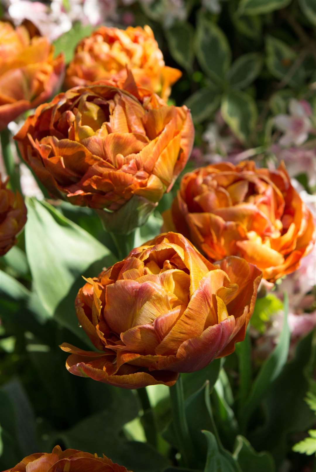Tulipa 'Brownie'. Picture: Avon Bulbs/PA