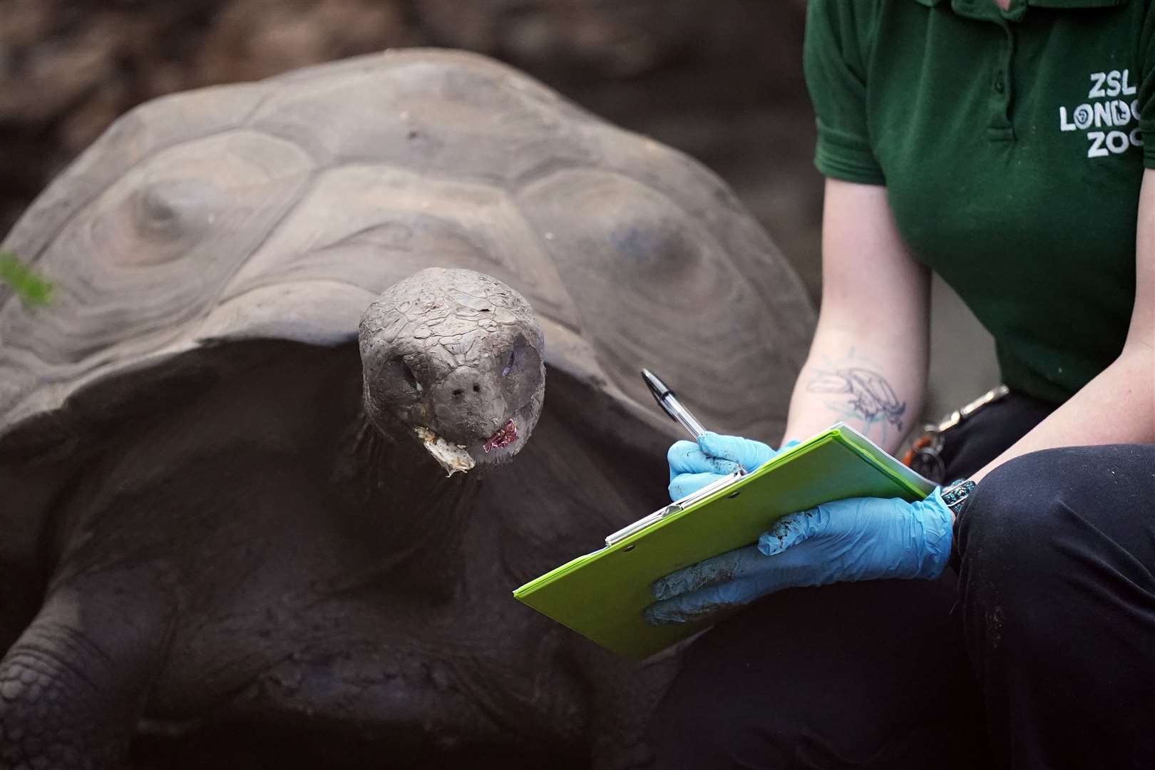 Priscilla, a giant Galapagos tortoise, is counted during the annual stocktake (Aaron Chown/PA)