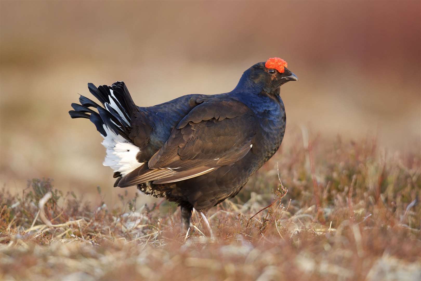 A black grouse displaying its colours during a lek.