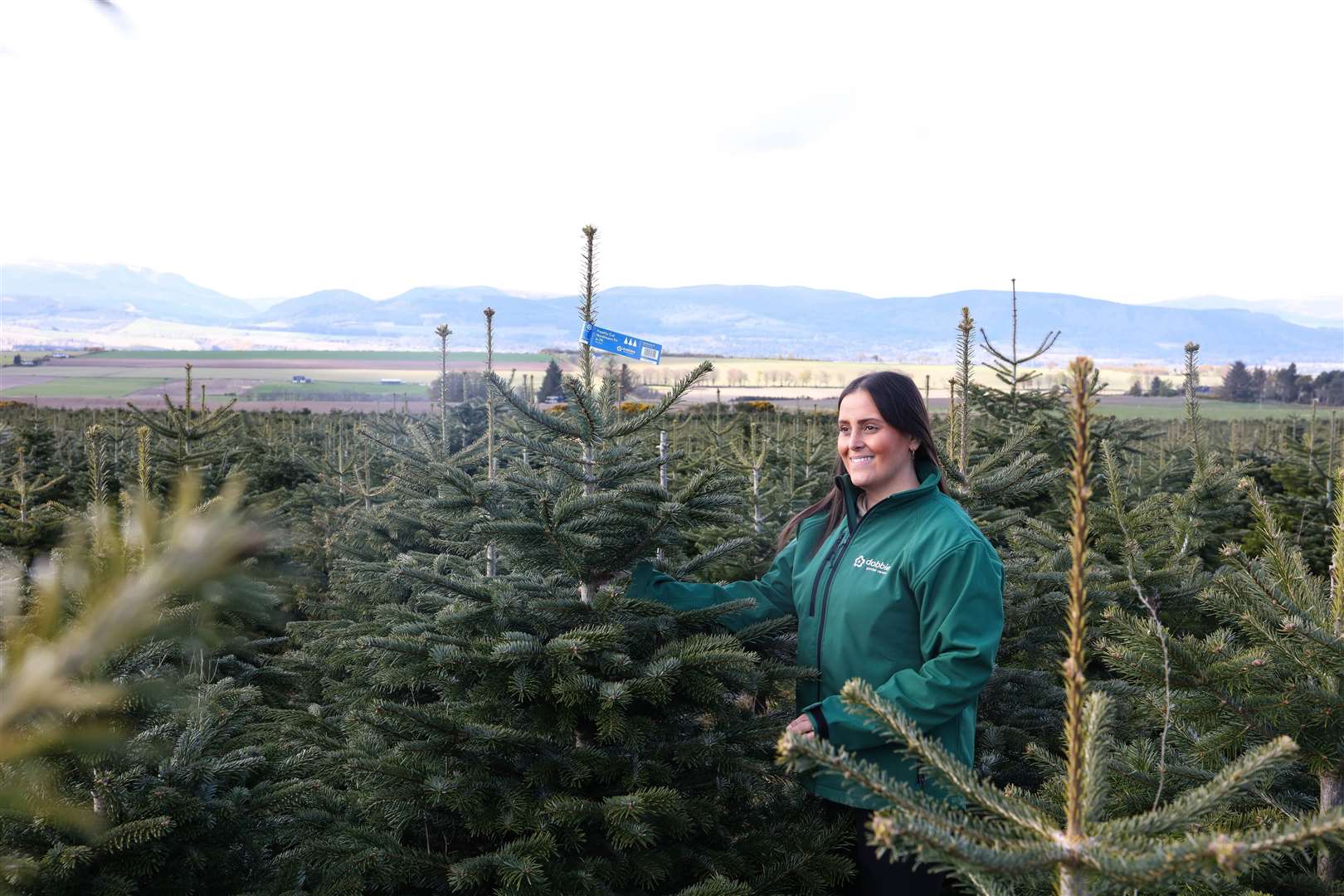 All of Dobbies’ Christmas trees are sustainably grown in environmentally managed fields across Scotland.