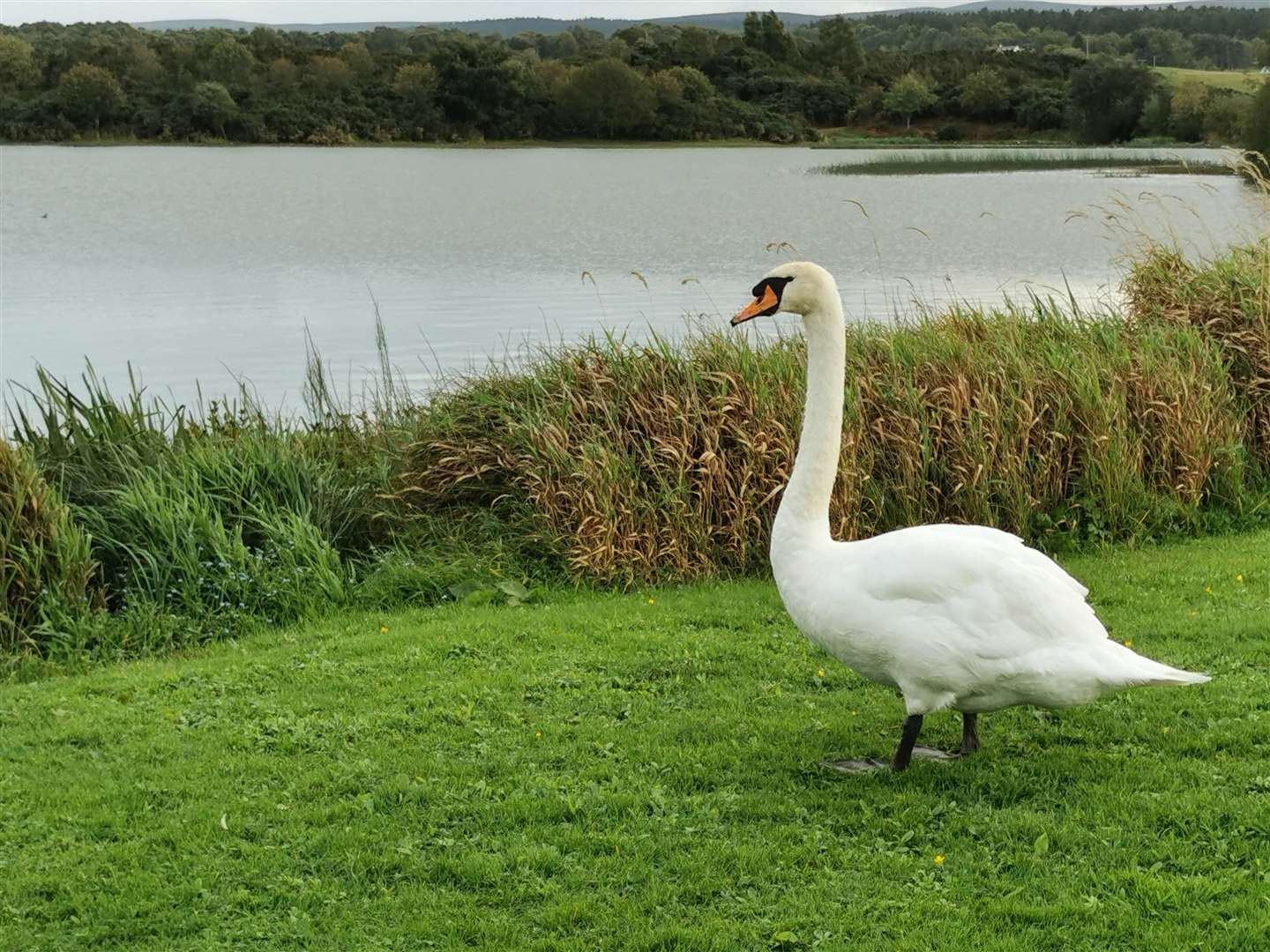 A beautiful swan at Loch Flemington near Nairn. Picture: Moira MacKintosh