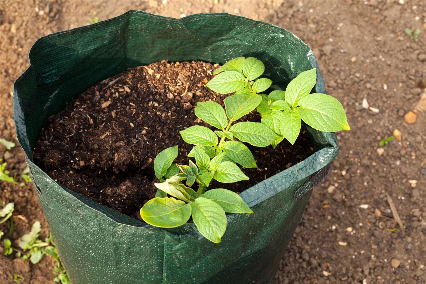 You can grow potatoes in even the smallest spaces.