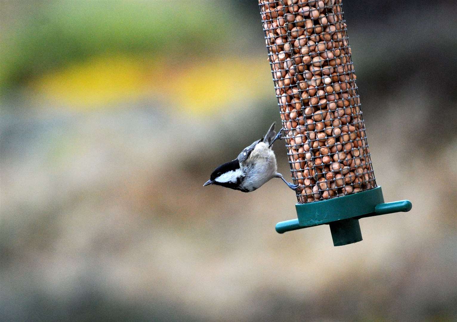 Feeding the birds, in focus at Howdens. Picture: HNM