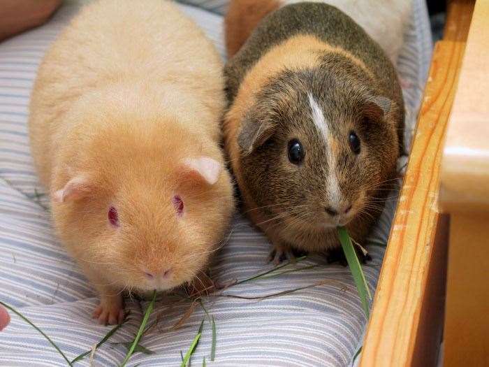 Guinea pigs are very social animals. Picture: Sandos, via Wikimedia Commons.