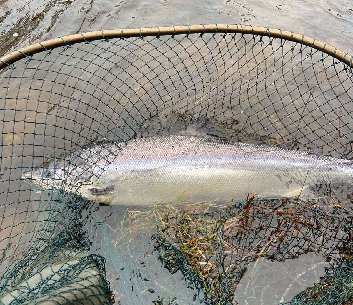 The first salmon caught after the start of the 2024 salmon fishing season on the River Ness.