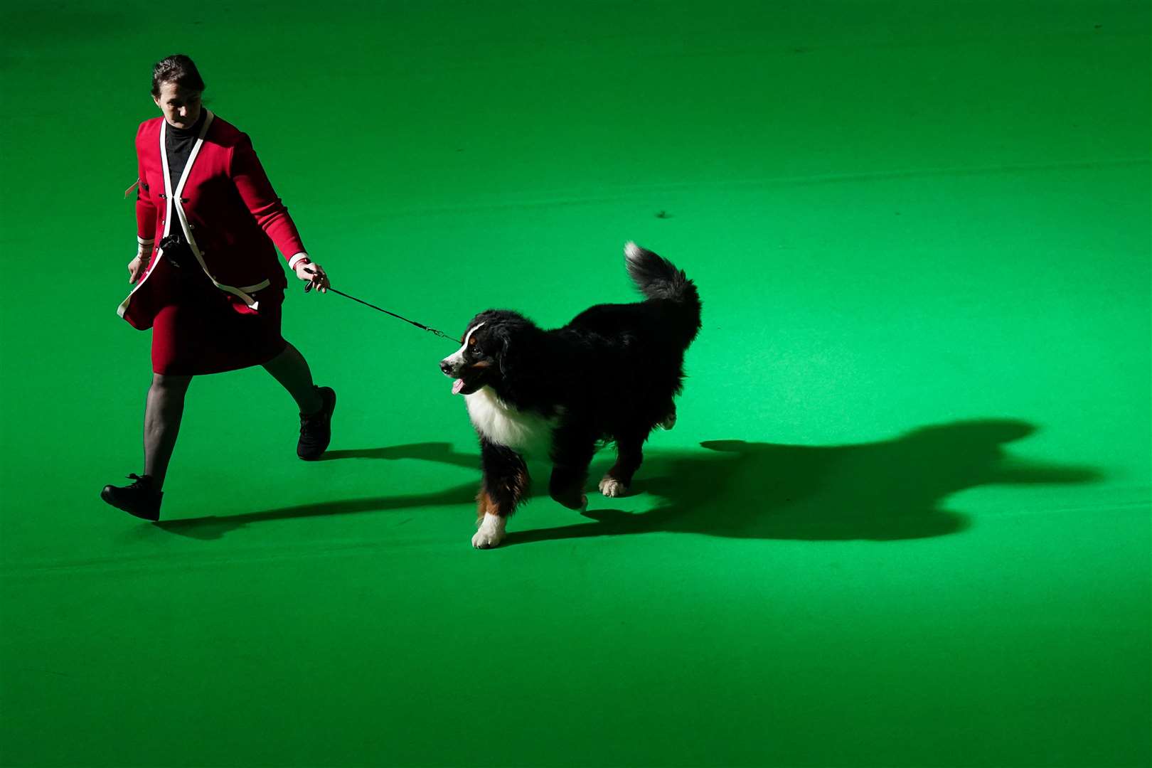 A handler with their Bernese mountain dog runs across the green show ring during day three of Crufts (Jacob King/PA)