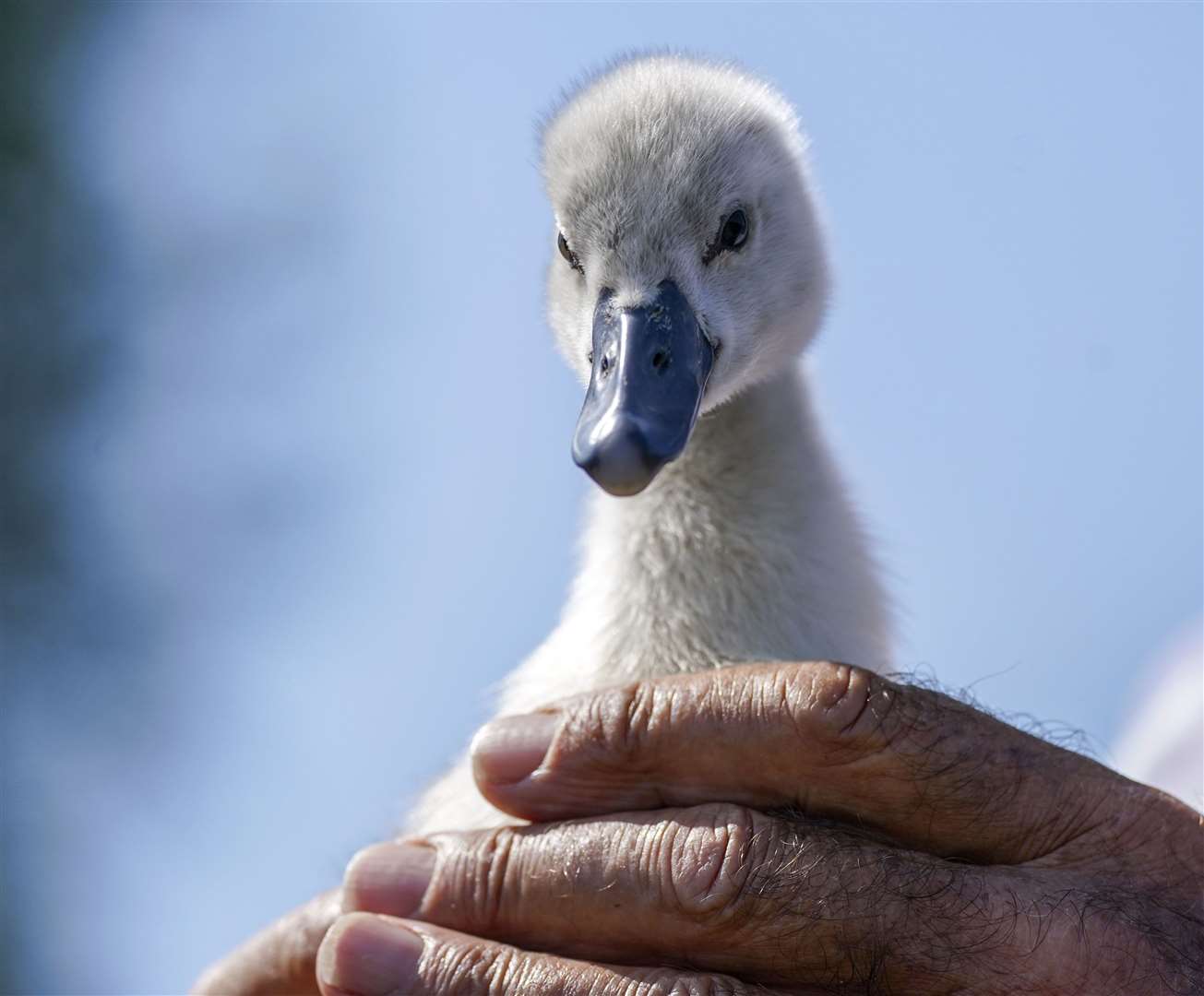A cygnet is checked over near Chertsey in Surrey in 2022 (Steve Parsons/PA)