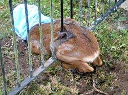The deer had a towel placed over its head to keep it calm while it was freed after becoming stuck in railings at Cradlehall.