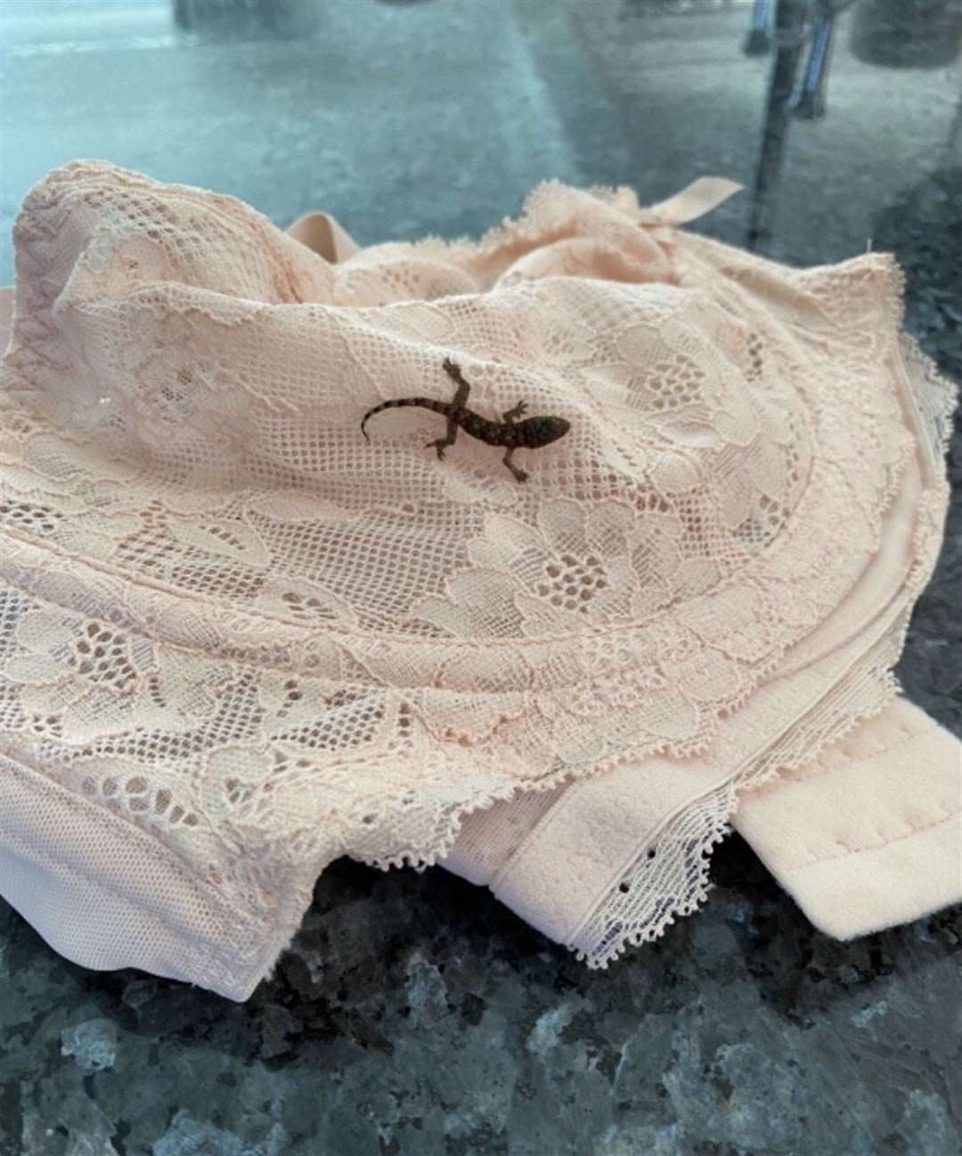 A lingerie-loving lizard travelled more than 4,000 miles in a woman’s bra from sunny Barbados to Rotherham, South Yorkshire (RSPCA/PA)