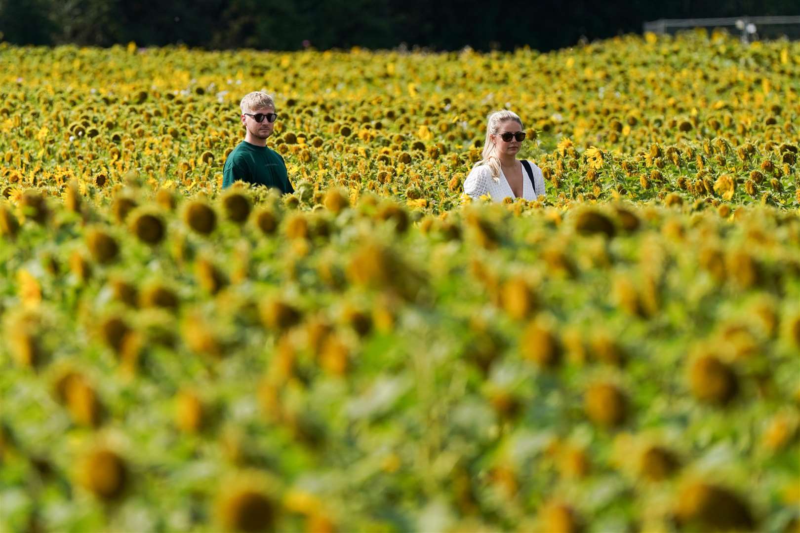 Visitors explore the sunflower fields at Becketts Farm in Wythall, south of Birmingham (Jacob King/PA)