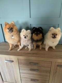 Pack of Pomeranians, Bailey, Alfie, Floki and Louie, owner Marilyn MacKay