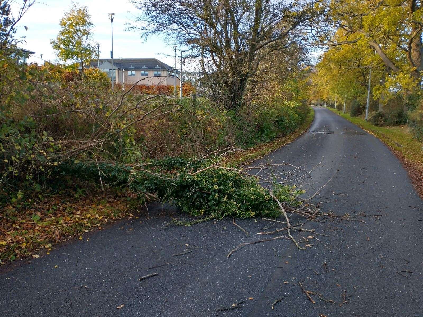 The fallen tree in Caulfield Road North in Inverness.