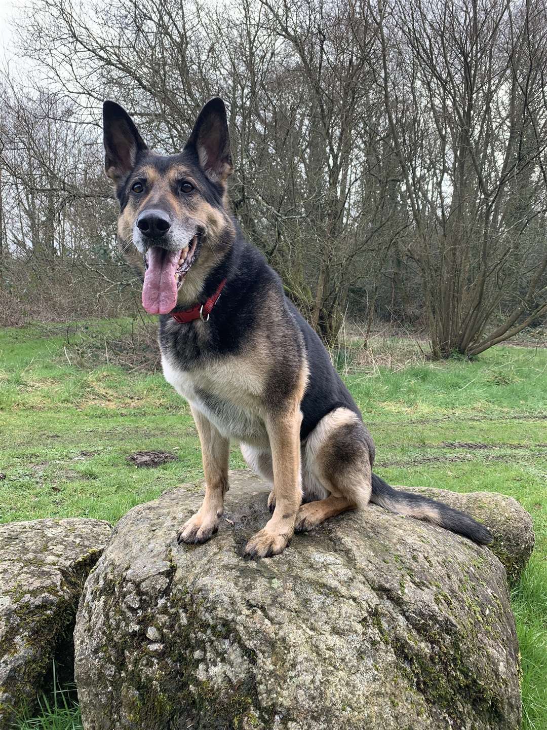 Retired police dog Elsa has now recovered (Thin Blue Paw Foundation)
