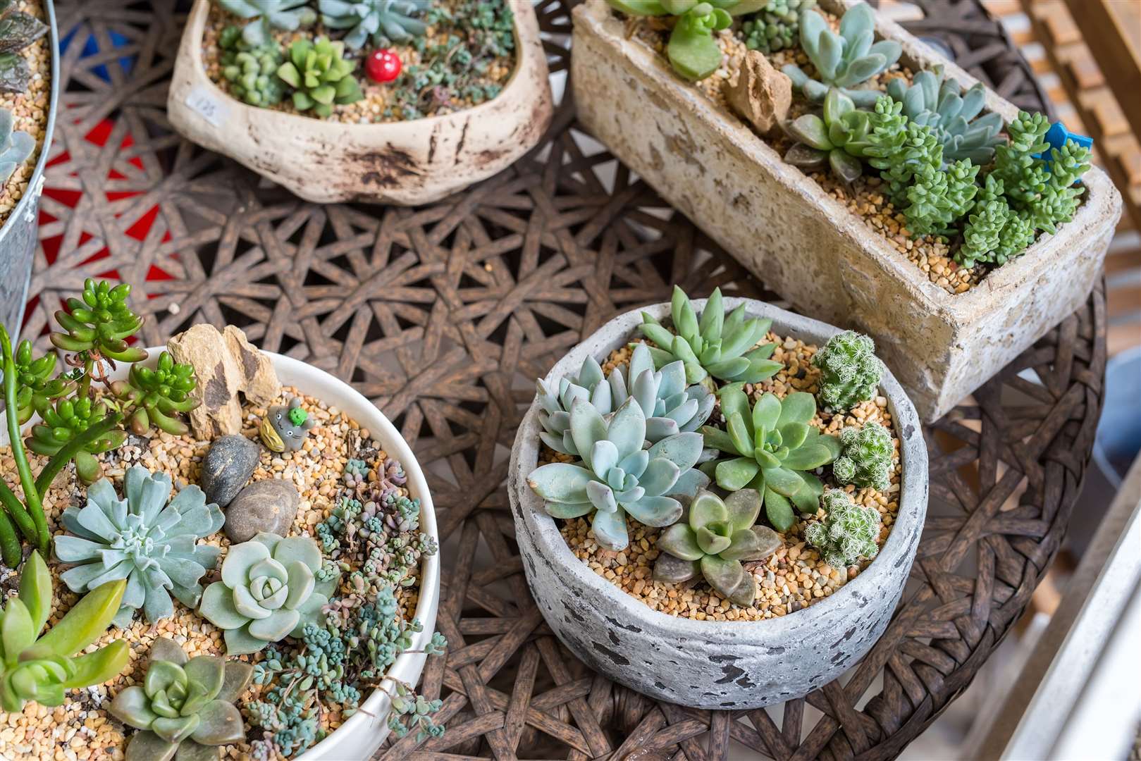 You can raise succulents up high to get a closer look. Picture: iStock/PA