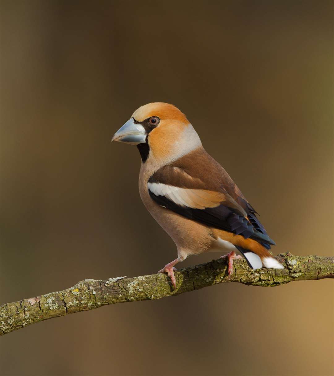 Hawfinch. Picture: iStock/PA