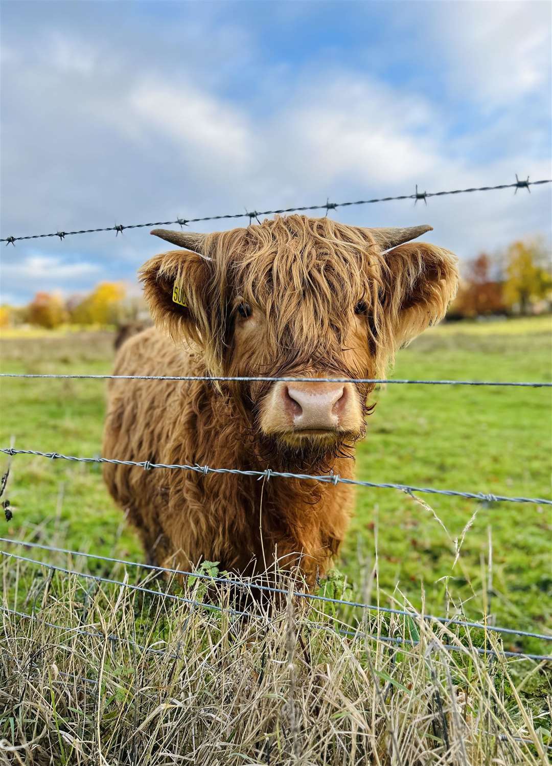 Highalnd cow: Picture: Kerrie Tolmie