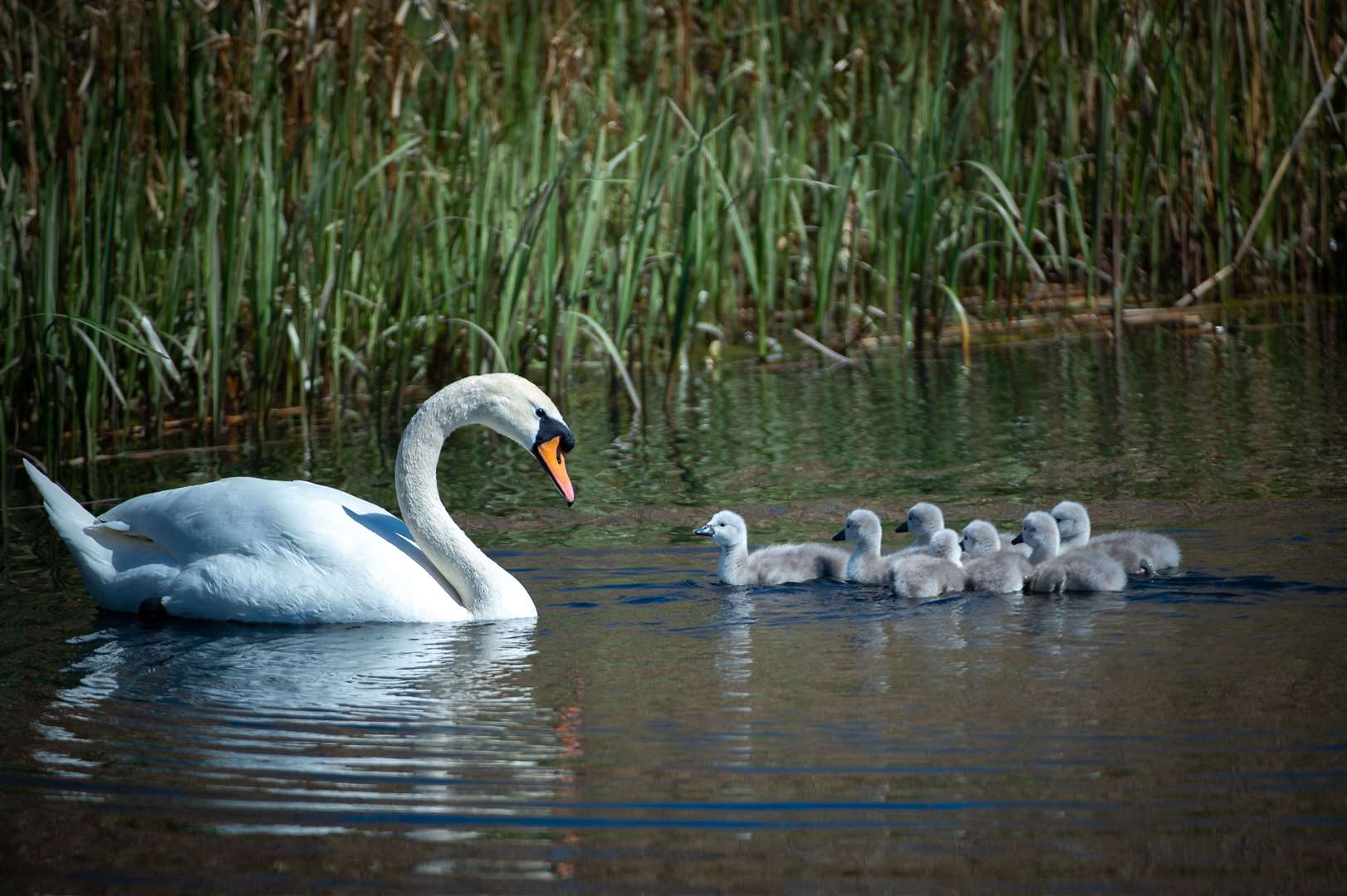 Swans at Inverness Campus earlier this year.