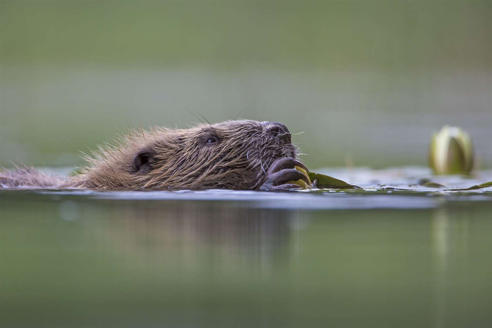 What do you think about beavers returning to local rivers?