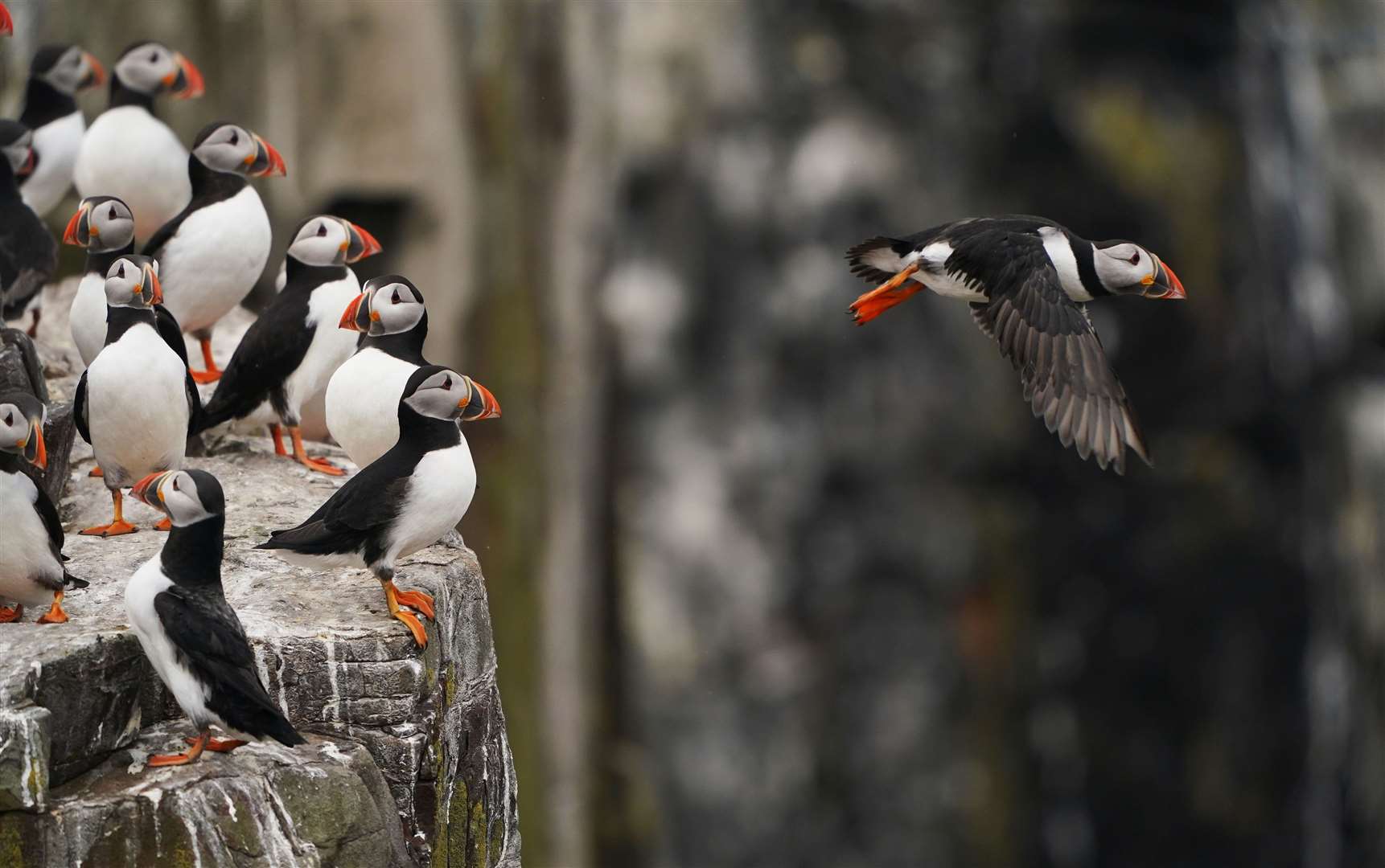 Puffins are among the birds affected by the bird flu outbreak (Owen Humphreys PA)