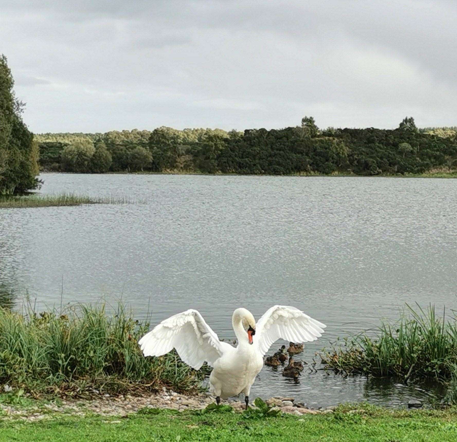 Swan stretching its wings at Loch Flemington. Picture: Moira MacKintosh