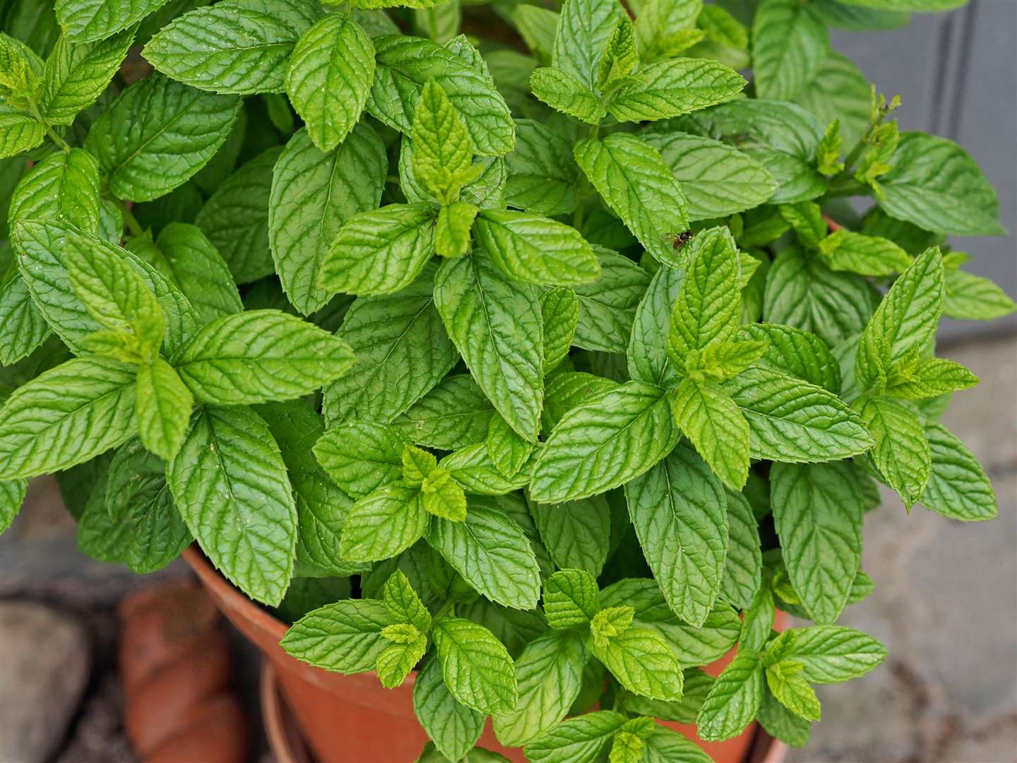 Mint is well suited to pot growing to contain its spread. Picture: iStock/PA