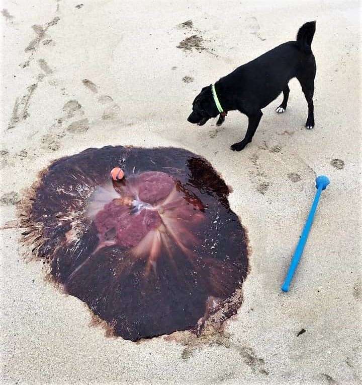 George Robertson took this picture of a massive lion's mane jellyfish at Dunnet beach yesterday with his dog Magnus looking on.