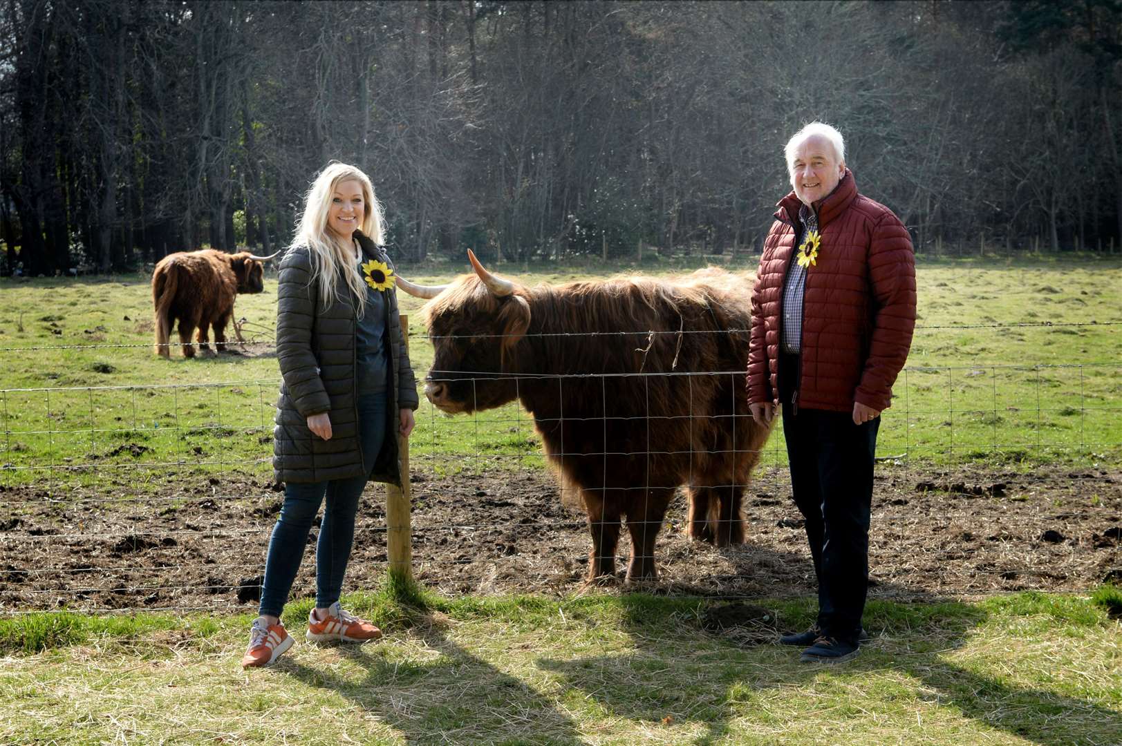 Jenna Hayden, events fundraiser at the Highland Hospice, and John Hearmon, manager at Caley Timber & Building Supplies Ltd, get a friendly welcome from a Heilin' Coo at Nairn's Newton Hotel. Picture: James Mackenzie.