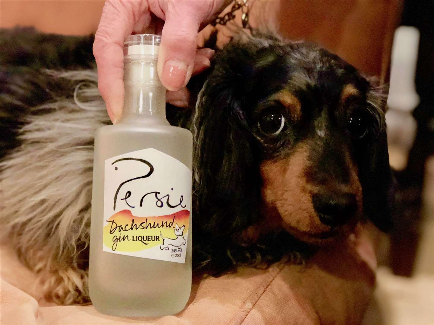 Persie’s Dachshund Gin Liqueur, the latest in the family of ‘dog gins’ from Glenshee.